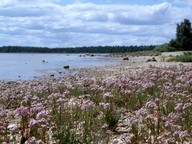 Tripolium pannonicum ssp. tripolium