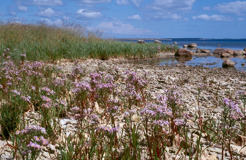 Tripolium pannonicum ssp. tripolium