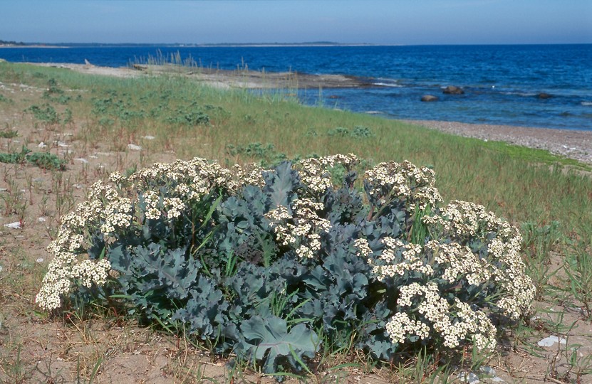 Crambe maritima