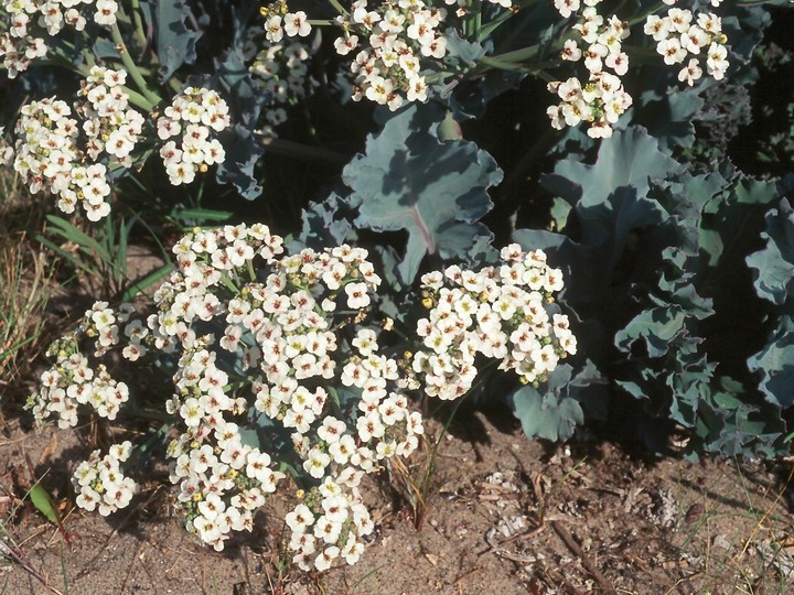 Crambe maritima