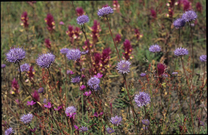 Jasione montana