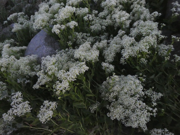 Lepidium latifolium