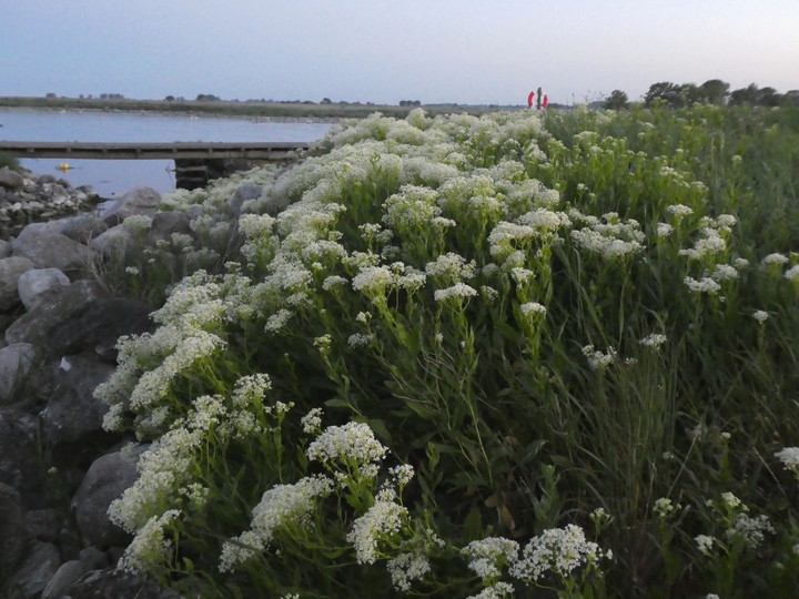 Lepidium latifolium