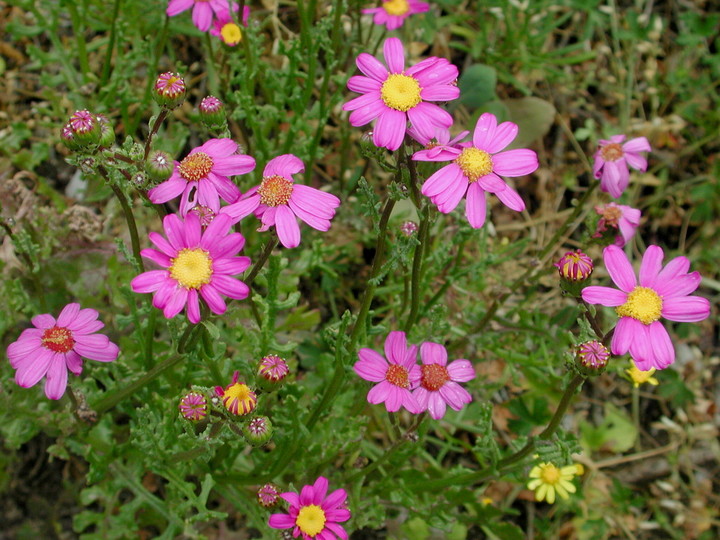 Senecio elegans