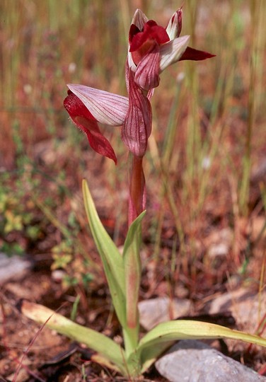 Serapias orientalis