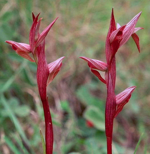 Serapias bergonii