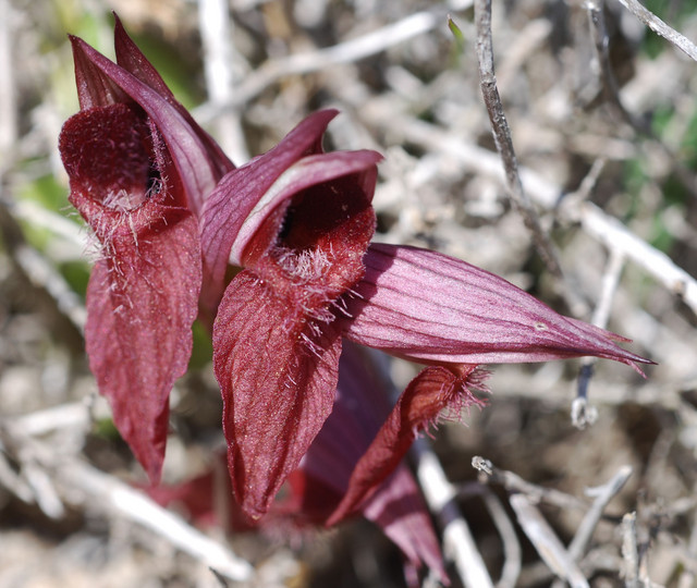 Serapias orientalis ssp. carica