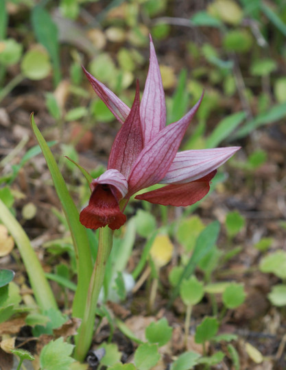 Serapias orientalis ssp. carica