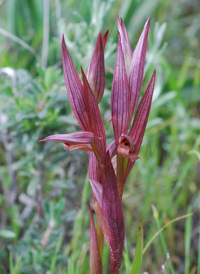 Serapias bergonii