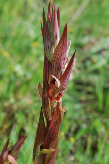 Serapias vomeracea