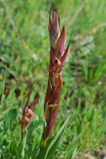 Serapias vomeracea