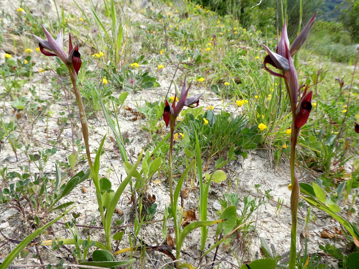 Serapias strictiflora?