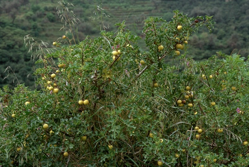 Solanum linnaeanum
