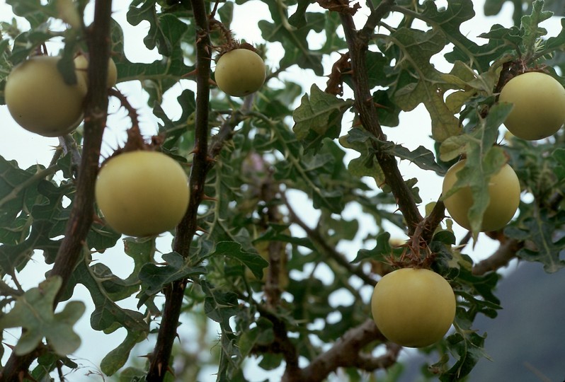 Solanum linnaeanum