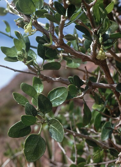 Withania frutescens