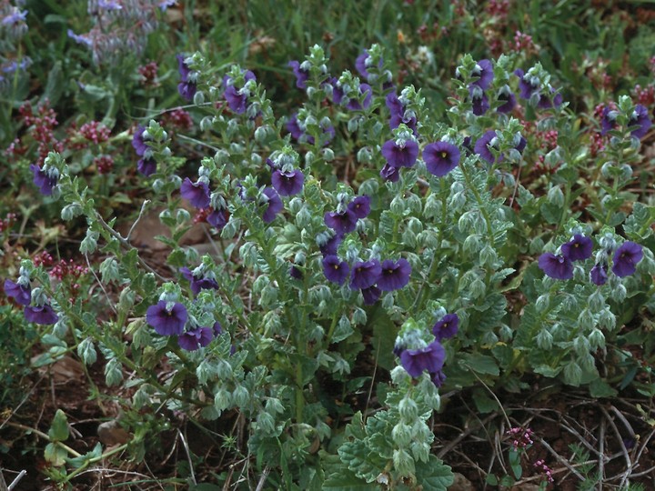 Triguera ambrosia