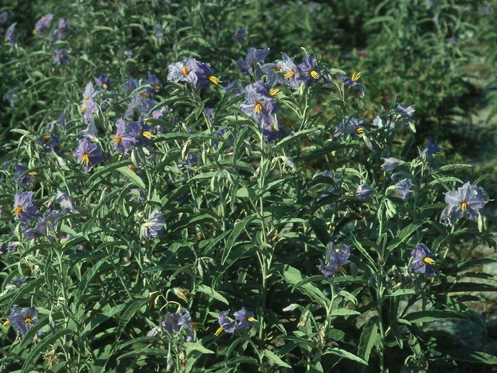 Solanum elaeagnifolium