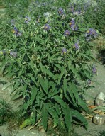 Solanum elaeagnifolium