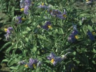 Solanum elaeagnifolium