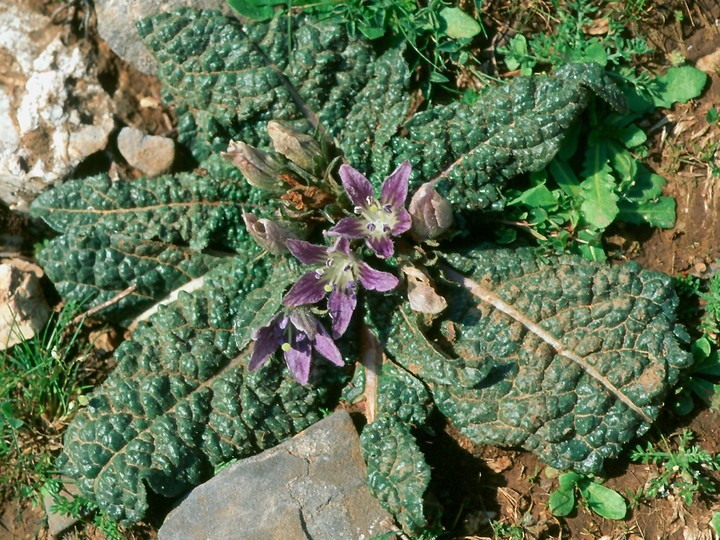 Mandragora autumnalis