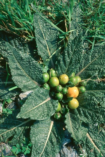 Mandragora autumnalis