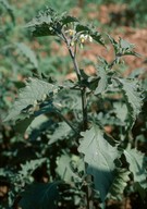 Solanum nigrum