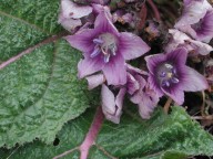 Mandragora autumnalis