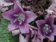 Mandragora autumnalis