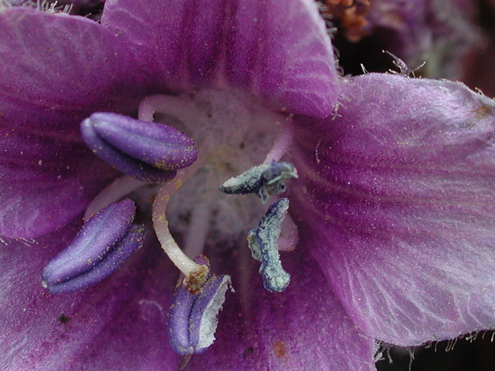 Mandragora autumnalis