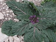 Mandragora autumnalis