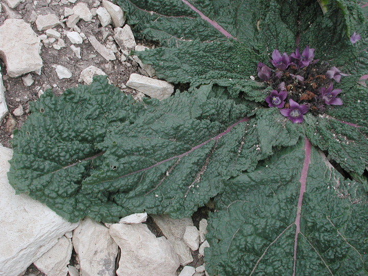 Mandragora autumnalis