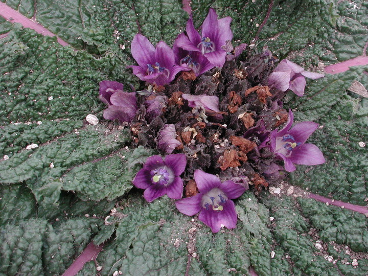 Mandragora autumnalis