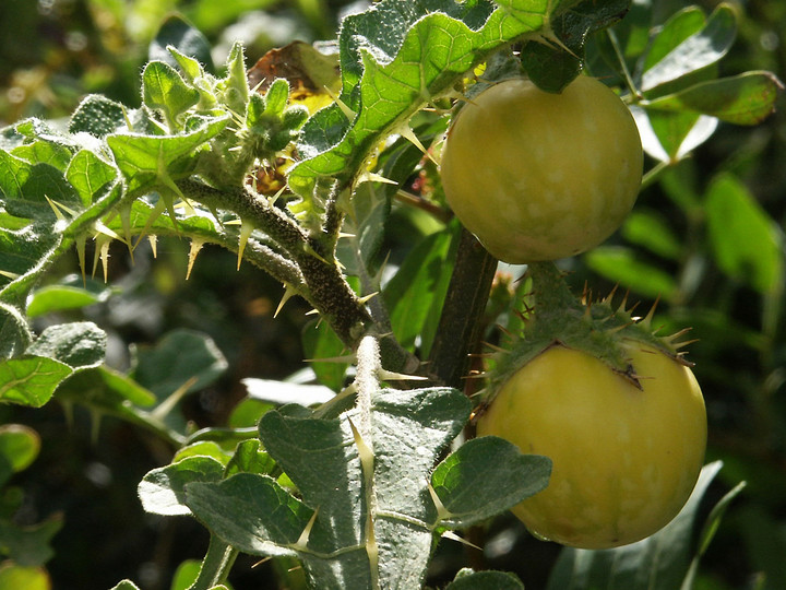 Solanum linnaeanum