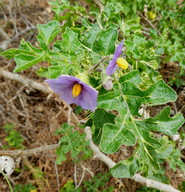 Solanum sodomaeum