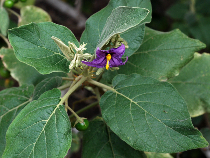 Solanum vespertilio