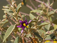 Solanum lidii