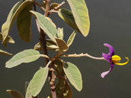 Solanum lidii