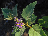 Solanum vespertilio