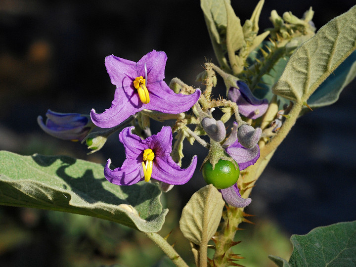 Solanum vespertilio