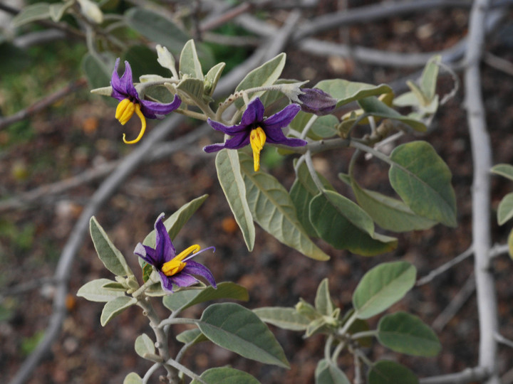 Solanum lidii