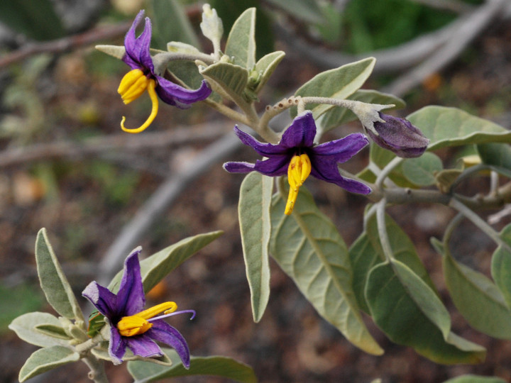 Solanum lidii