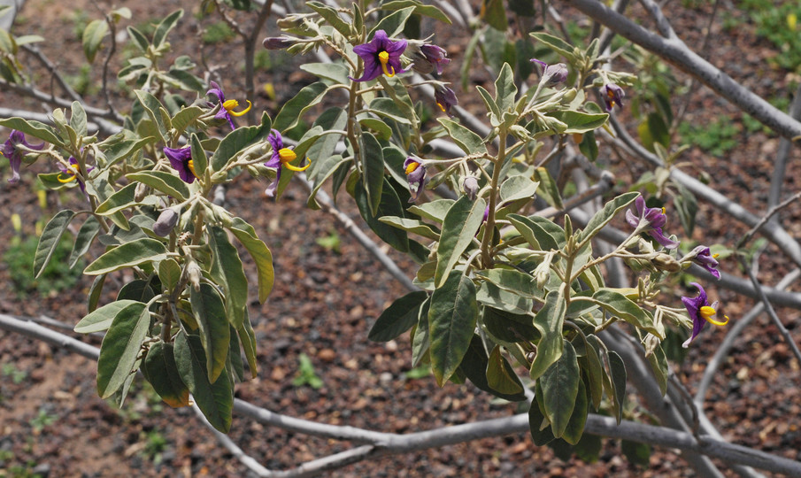 Solanum lidii