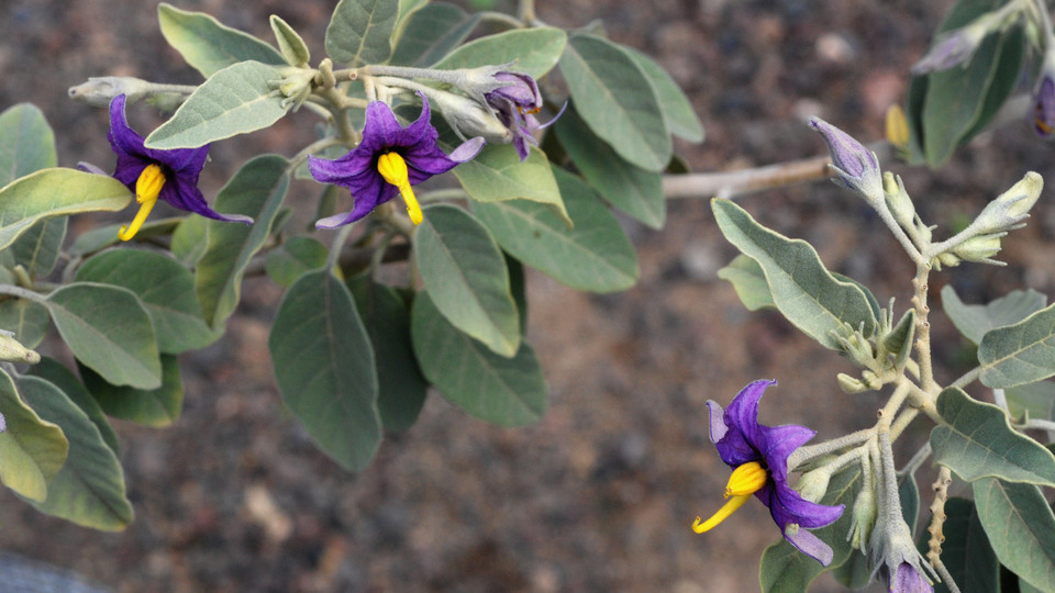 Solanum lidii