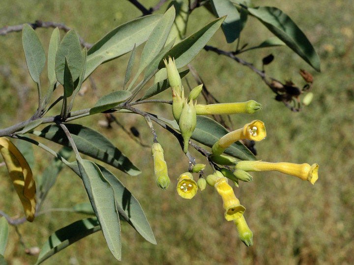 Nicotiana glauca