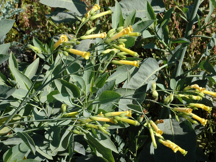 Nicotiana glauca