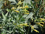 Nicotiana glauca