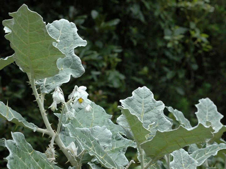 Solanum marginatum