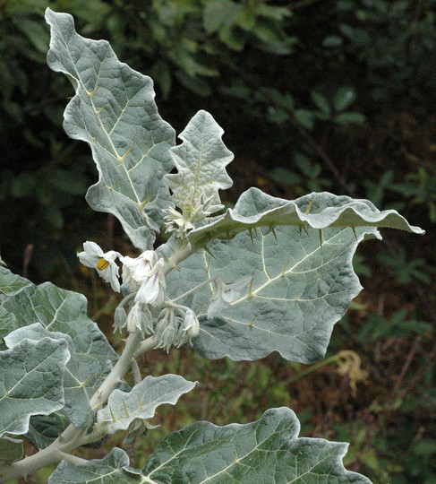 Solanum marginatum