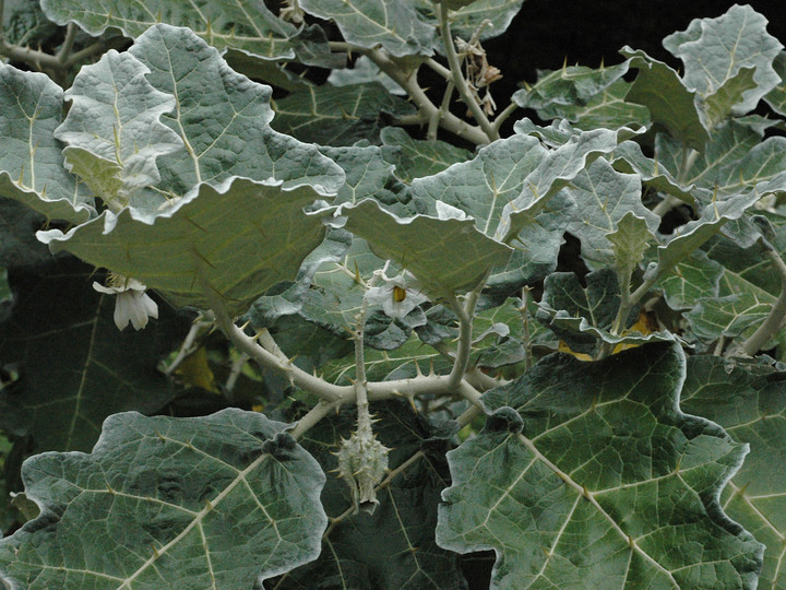 Solanum marginatum