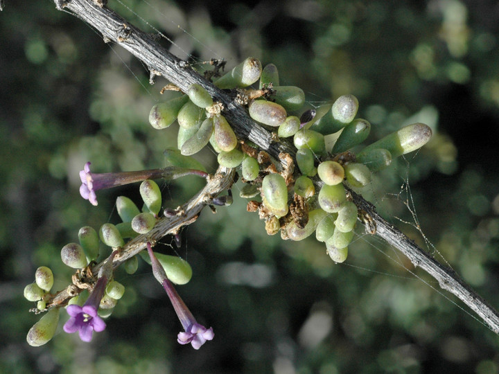 Lycium intricatum